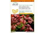 Saflax Garden In The Bag - Acero Palmato Rosso / Acero Giapponese Rosso - 20 Semi - Acer