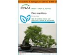Saflax Garden In The Bag - Pino Marittimo - 6 Semi - Pinus