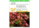 Saflax Garden To Go - Acero Palmato Rosso / Acero Giapponese Rosso - 20 Semi - Acer
