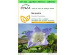 Saflax Garden To Go - Nicandra - 100 Semi - Nicandra