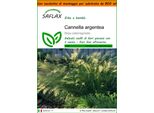 Saflax Garden In The Bag - Cannella Argentea - 50 Semi - Stipa
