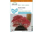 Saflax Garden In The Bag - Acero Rosso - 20 Semi - Acer