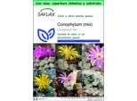 Saflax Garden To Go - Conophytum (Mix) - 40 Semi - Conophytum