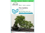 Saflax Garden To Go - Pino Marittimo - 6 Semi - Pinus