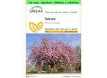 Saflax Garden To Go - Sakura - 30 Semi - Prunus