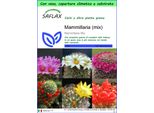 Saflax Garden To Go - Mammillaria (Mix) - 40 Semi - Mammilaria