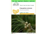 Saflax Garden To Go - Casuarina Comune - 200 Semi - Casuarina