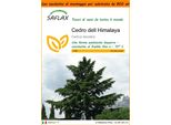 Saflax Garden In The Bag - Cedro Dell Himalaya - 35 Semi - Cedrus