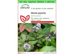 Saflax Garden To Go - Menta Piperita - 300 Semi - Mentha