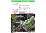 Saflax Garden To Go - Timo Mastichina - 250 Semi - Thymus