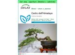 Saflax Garden To Go - Cedro Dell'himalaya - 35 Semi - Cedrus