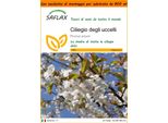 Saflax Garden In The Bag - Ciliegio Degli Uccelli - 10 Semi - Prunus