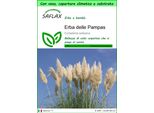 Saflax Garden To Go - Erba Delle Pampas - 200 Semi - Cortaderia