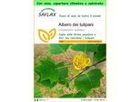 Saflax Garden To Go - Albero Dei Tulipani - 20 Semi - Liriodendron