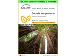 Saflax Garden To Go - Sequoia Sempreverde - 50 Semi - Sequoia