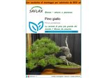 Saflax Garden In The Bag - Pino Giallo - 20 Semi - Pinus