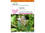 Saflax Garden In The Bag - Liquirizia - 30 Semi - Glycyrrhiza