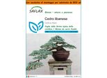 Saflax Garden In The Bag - Cedro Libanese - 20 Semi - Cedrus