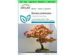 Saflax Garden To Go - Storace Americano - 100 Semi - Liquidamber