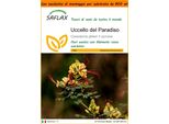 Saflax Garden In The Bag - Uccello Del Paradiso - 10 Semi - Caesalpinia