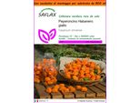 Saflax Garden In The Bag - Peperoncino Habanero Giallo - 10 Semi - Capsicum