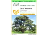 Saflax Garden To Go - Cedro Dell'atlante - 20 Semi - Cedrus
