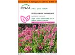 Saflax Garden In The Bag - Anice Menta Messicana - 50 Semi - Agastache