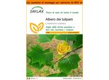 Saflax Garden In The Bag - Albero Dei Tulipani - 20 Semi - Liriodendron