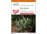 Saflax Garden In The Bag - Timo Comune - 200 Semi - Thymus