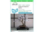 Saflax Garden To Go - Ciliegio Del Giappone / Sakura - 30 Semi - Prunus