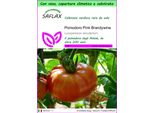 Saflax Garden To Go - Pomodoro Pink Brandywine - 10 Semi - Lycopersicon