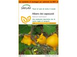 Saflax Garden In The Bag - Albero Dei Capezzoli - 10 Semi - Solanum