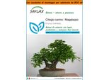 Saflax Garden In The Bag - Ciliegio Canino / Magaleppo - 30 Semi - Prunus