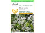 Saflax Garden To Go - Ciliegio Canino - 30 Semi - Prunus