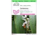 Saflax Garden To Go - Cardamomo - 20 Semi - Elettaria