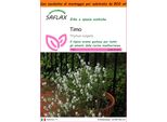 Saflax Garden In The Bag - Timo - 200 Semi - Thymus