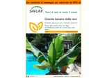 Saflax Garden In The Bag - Grande Banano Delle Nevi - 10 Semi - Ensete
