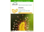 Saflax - Drosera - 200 Semi - Con Substrato - Drosera