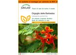 Saflax Garden In The Bag - Orgoglio Delle Barbados - 10 Semi - Caesalpinia