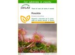Saflax - Rosolida - 50 Semi - Con Substrato - Drosera