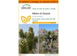 Saflax Garden In The Bag - Albero Di Giosuè - 10 Semi - Yucca