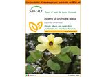 Saflax Garden In The Bag - Albero Di Orchidea Gialla - 30 Semi - Bauhinia