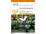 Saflax Garden In The Bag - Fiore Pipistrello Gigante - 10 Semi - Tacca