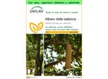 Saflax Garden To Go - Albero Delle Salsicce - 10 Semi - Kigelia