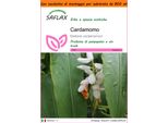 Saflax Garden In The Bag - Cardamomo - 20 Semi - Elettaria