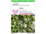 Saflax Garden To Go - Stevia - 100 Semi - Stevia