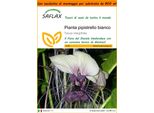 Saflax Garden In The Bag - Pianta Pipistrello Bianco - 10 Semi - Tacca