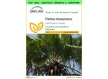 Saflax Garden To Go - Palma Messicana - 12 Semi - Washingtonia