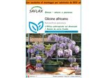 Saflax Garden In The Bag - Glicine Africano - 15 Semi - Bolusanthus