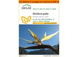 Saflax Garden In The Bag - Strelitzia Gialla - 4 Semi - Strelitzia